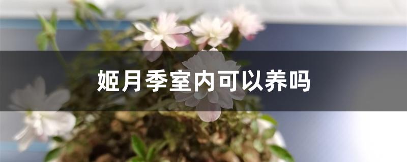 姬月季室内可以养吗