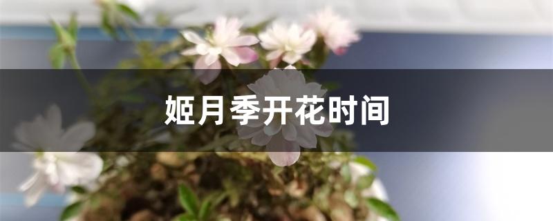 姬月季开花时间