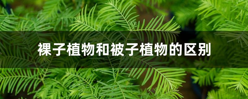 裸子植物和被子植物的区别 裸子植物和被子植物的区别