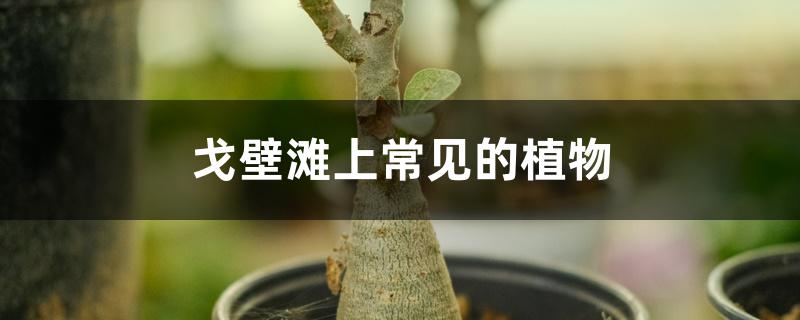 戈壁滩上常见的植物