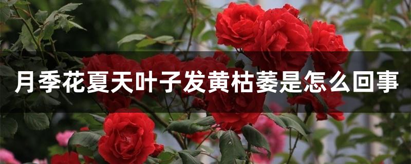 月季花夏天叶子发黄枯萎是怎么回事