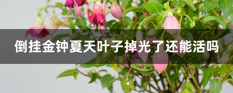 倒挂金钟夏天叶子掉光了还能活吗