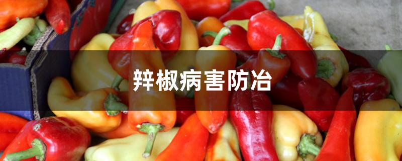 辡椒病害防冶