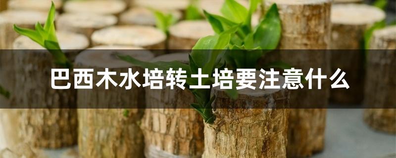 巴西木水培转土培要注意什么 巴西木水培转土培要注意什么