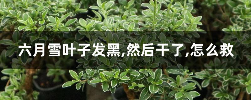 六月雪叶子发黑,然后干了,怎么救