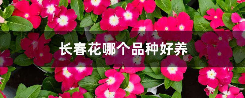 长春花哪个品种好养