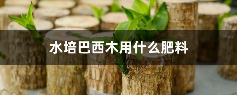 水培巴西木用什么肥料