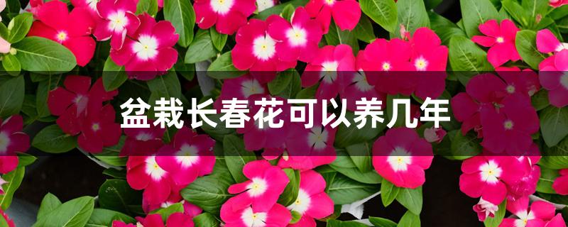 盆栽长春花可以养几年