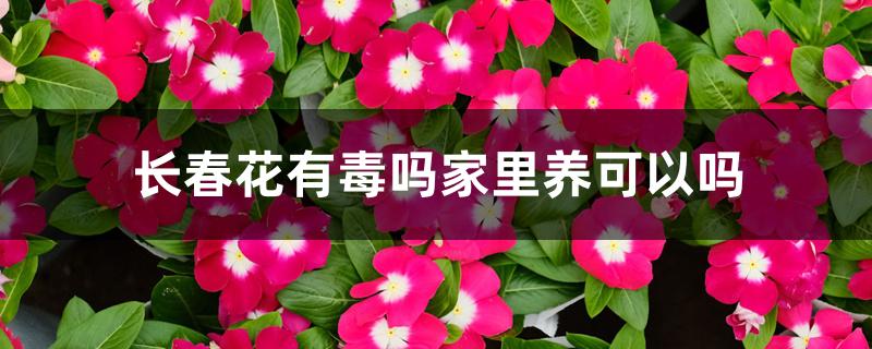 长春花有毒吗家里养可以吗