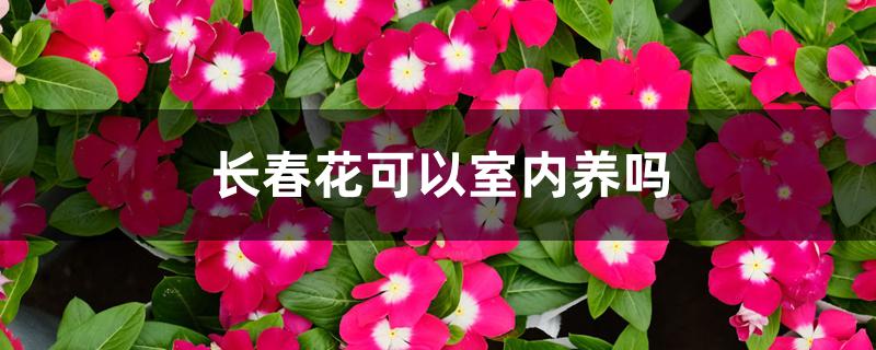 长春花可以室内养吗