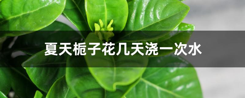 夏天栀子花几天浇一次水