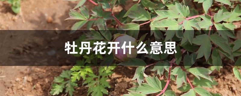 牡丹花开什么意思