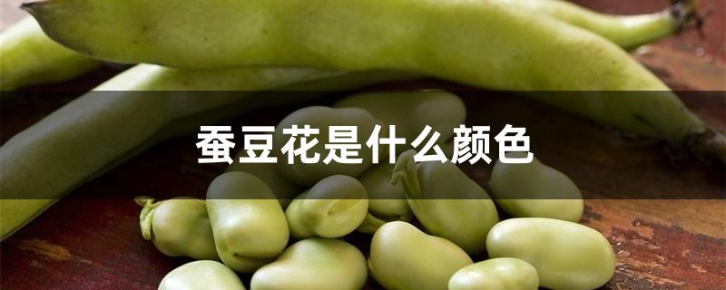 蚕豆花是什么颜色