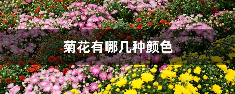 菊花有哪几种颜色