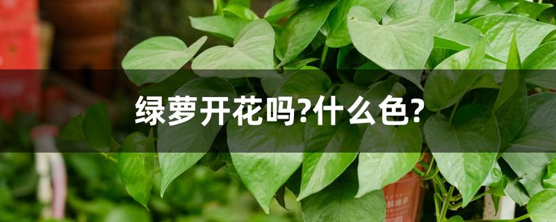 绿萝开花吗?什么色?