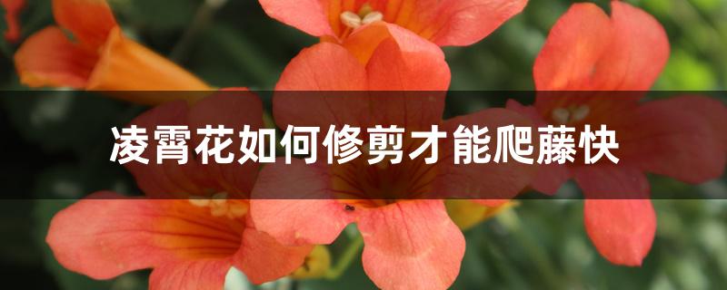 凌霄花如何修剪才能爬藤快