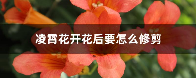 凌霄花开花后要怎么修剪