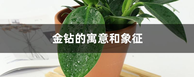 金钻的寓意和象征 金钻的寓意和象征