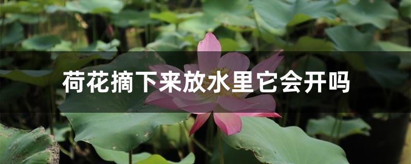 荷花摘下来放水里它会开吗