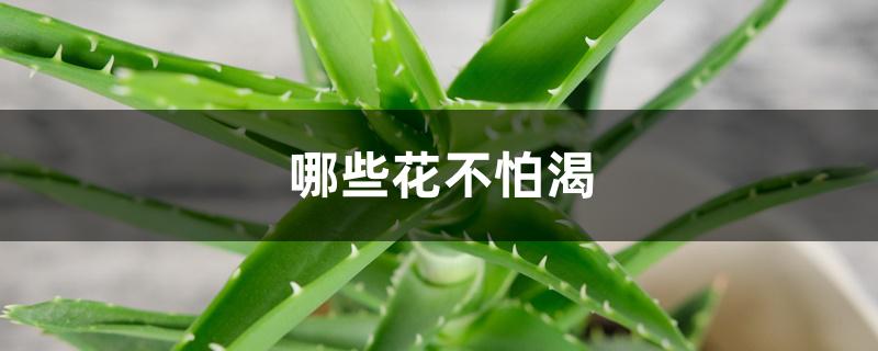 哪些花不怕渴