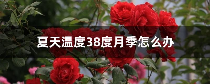 夏天温度38度月季怎么办