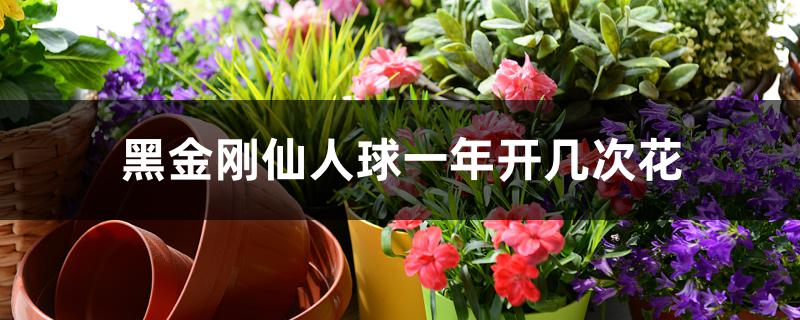 黑金刚仙人球一年开几次花