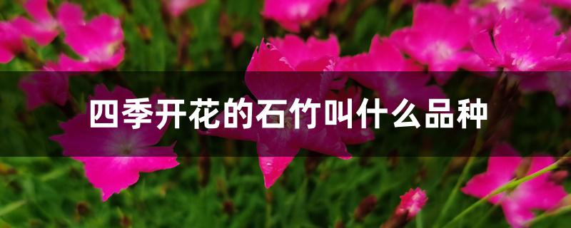 四季开花的石竹叫什么品种 四季开花的石竹叫什么品种
