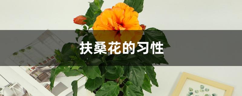 扶桑花的习性