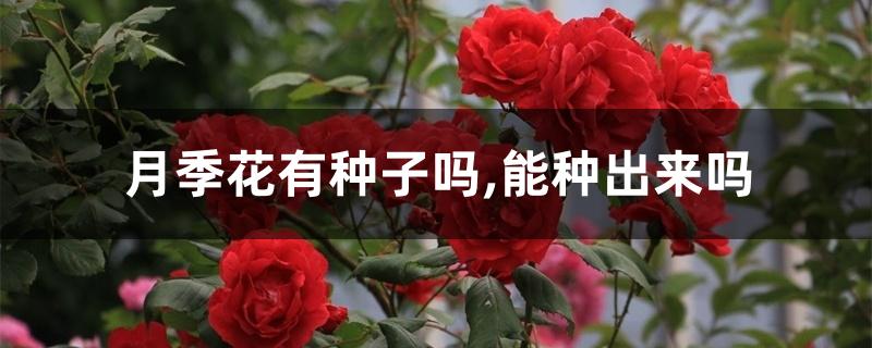 月季花有种子吗,能种出来吗