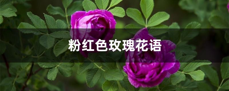 粉红色玫瑰花语