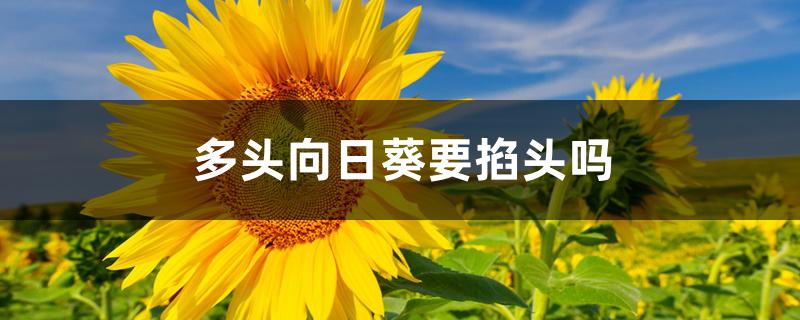 多头向日葵要掐头吗