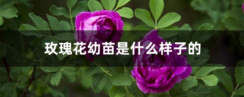 玫瑰花幼苗是什么样子的