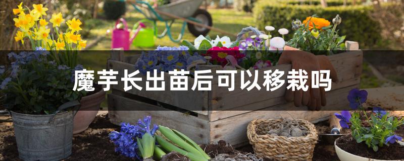 魔芋长出苗后可以移栽吗 魔芋长出苗后可以移栽吗