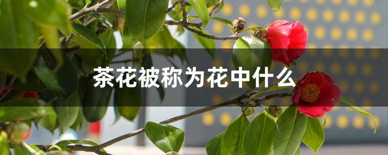 茶花被称为花中什么