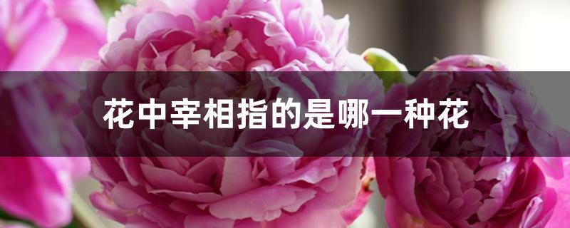 花中宰相指的是哪一种花 花中宰相指的是哪一种花