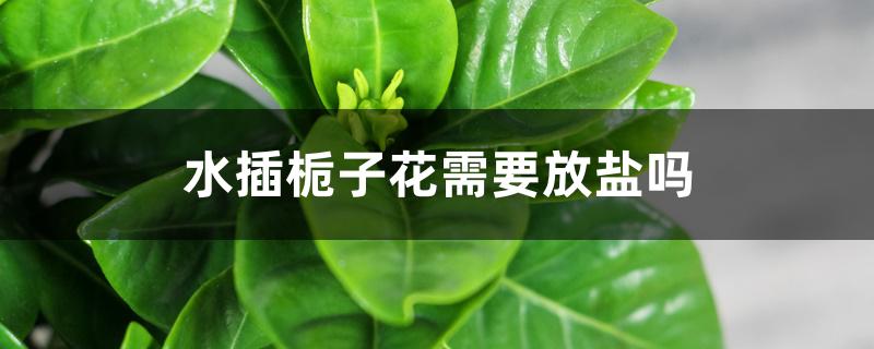 水插栀子花需要放盐吗