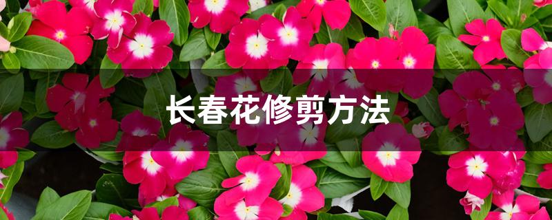 长春花修剪方法