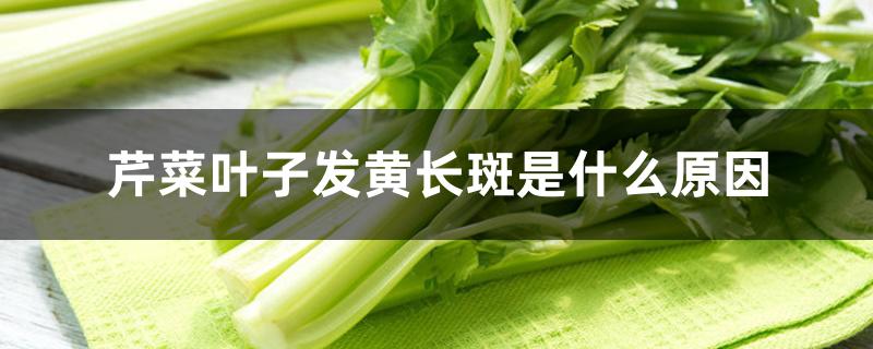 芹菜叶子发黄长斑是什么原因