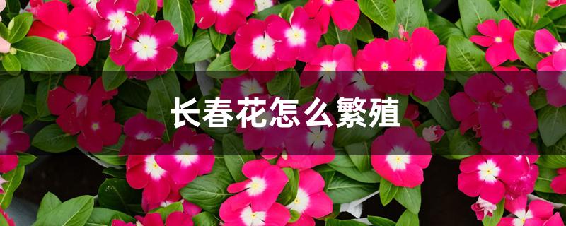 长春花怎么繁殖 长春花怎么繁殖