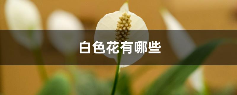 白色花有哪些