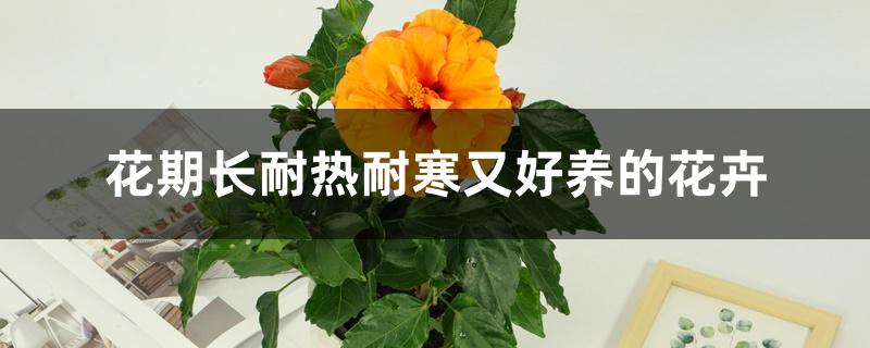 花期长耐热耐寒又好养的花卉