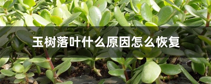 玉树落叶什么原因怎么恢复