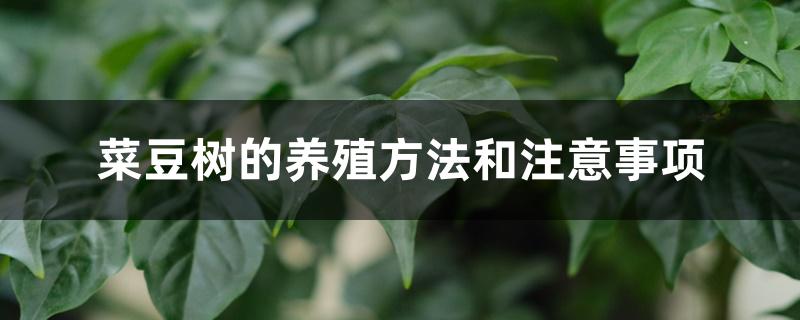 菜豆树的养殖方法和注意事项