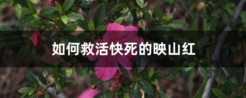 如何救活快死的映山红