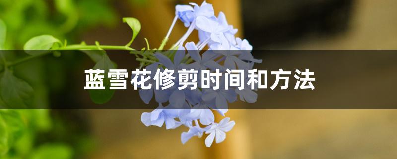 蓝雪花修剪时间和方法