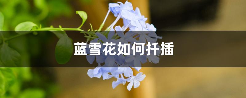 蓝雪花如何扦插