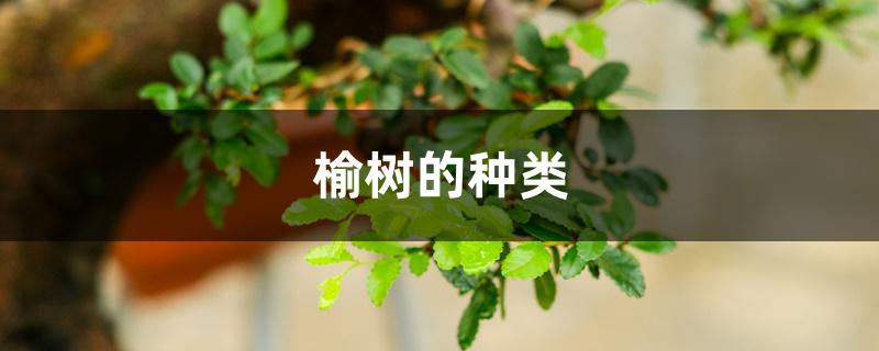 榆树的种类