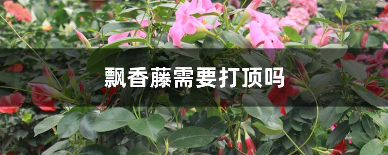 飘香藤需要打顶吗