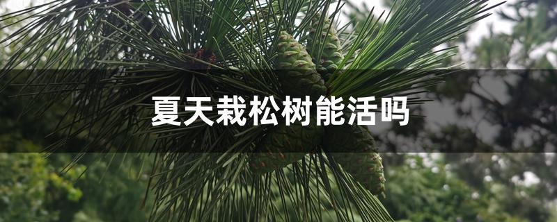 夏天栽松树能活吗