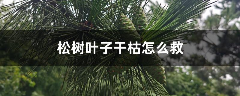 松树叶子干枯怎么救 松树叶子干枯怎么救